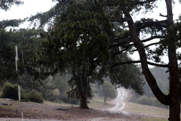 Regen im Kiefernwald