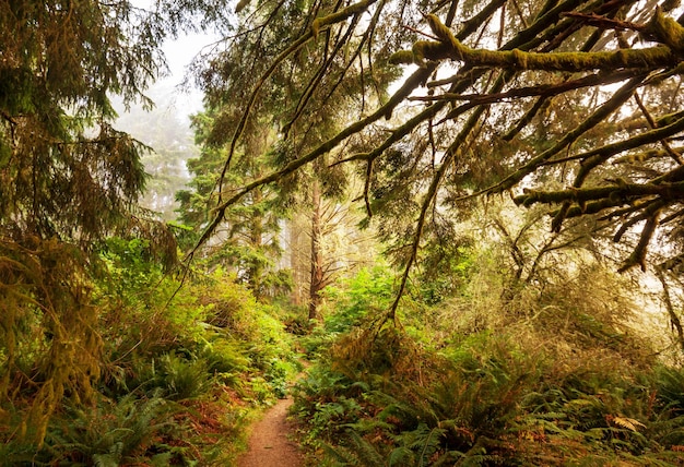 Regen-Wald