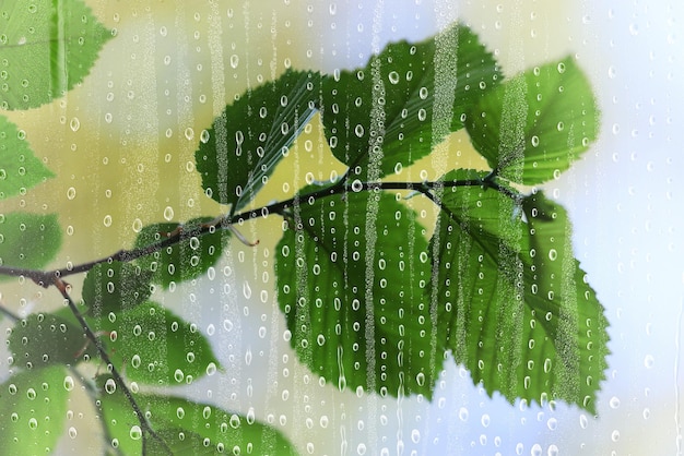 regen zweige glas bäume abstrakt nass, fenster ansicht hintergrund natur