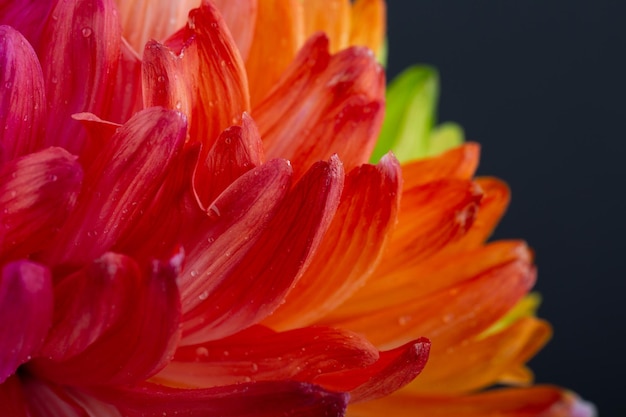 Regenbogen-Blume auf schwarzem Hintergrund isoliert Bunte Gänseblümchen-Hintergrund Rainbow abstrakte Oberfläche