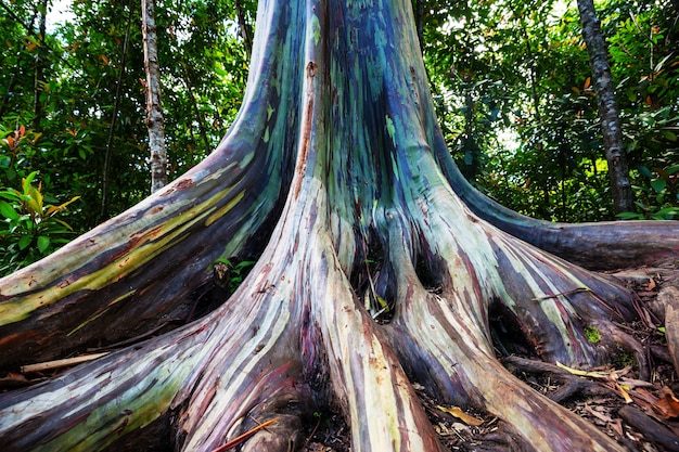 Regenbogen-Eukalyptusbaum in Maui-Insel, Hawaii