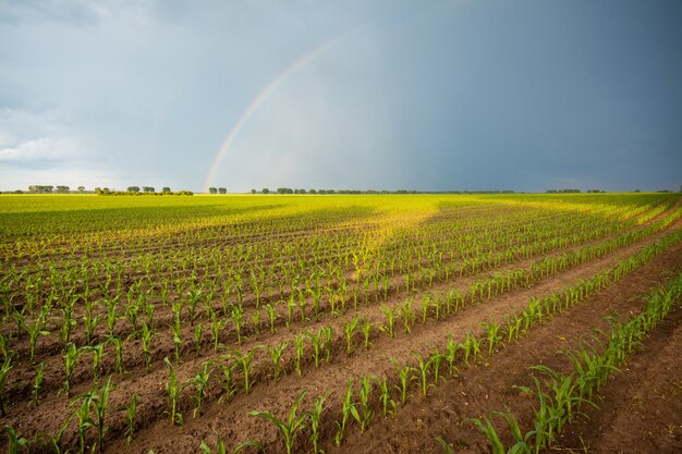 Regenbogen nach dem Regen über Bauernfeld