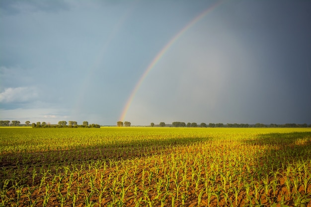 Regenbogen nach dem Regen über Bauernfeld