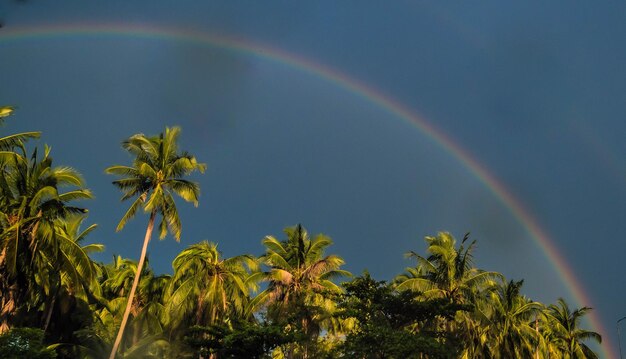 Regenbogen-Palmen tropisch