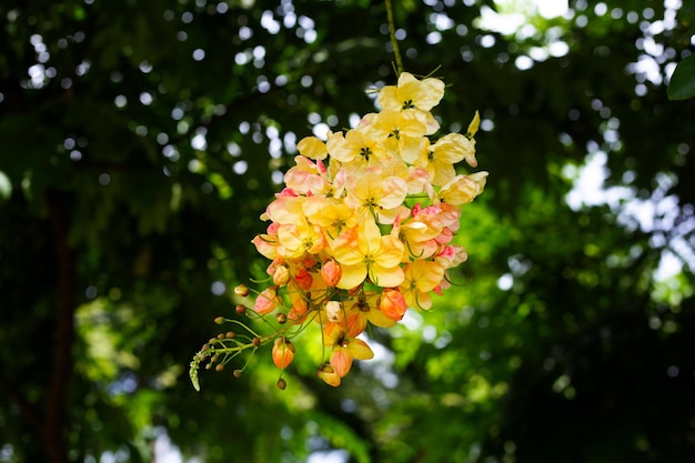 Regenbogenduschbaum mit Blume