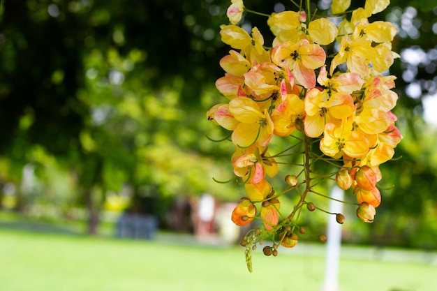 Regenbogenduschbaum mit Blume