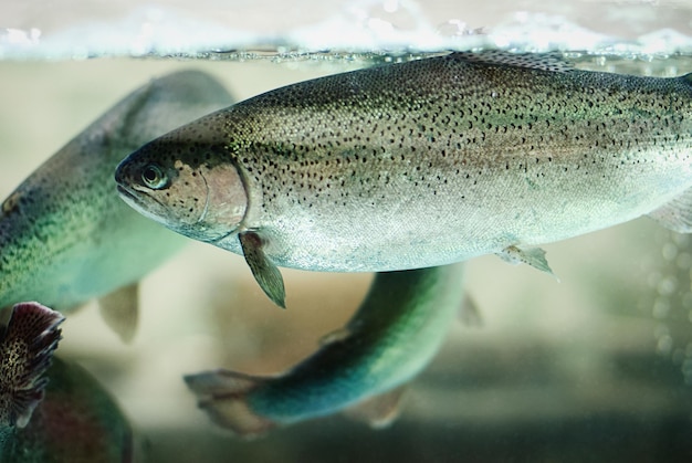 Regenbogenforellen schwimmen in einem Fischbehälter, lebende Fische werden im Supermarkt verkauft.