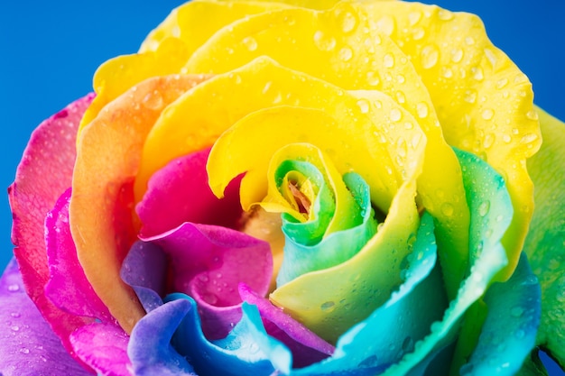 Regenbogenrose mit bunten Blütenblättern, Makro für den Hintergrund