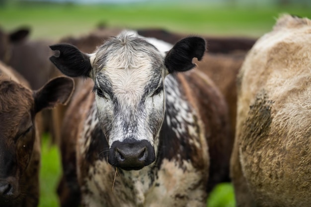 Regenerative Landwirtschaft auf einer Farm in Australien, die Bodenmikroben anbaut