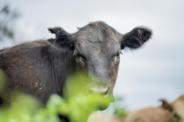 Regenerative Stud Angus wagyu Murray grey Laticínios e bovinos Vacas e touros pastando na grama e pasto em um campo Os animais são orgânicos e criados ao ar livre em uma fazenda agrícola