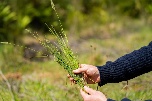 regenerativer Bio-Bauer, der Bodenproben nimmt und das Pflanzenwachstum auf einem Bauernhof beobachtet, der nachhaltige Landwirtschaft praktiziert