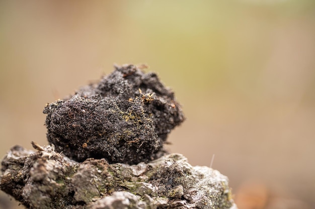 Regenerativer ökologischer Landwirt nimmt Bodenproben und beobachtet das Pflanzenwachstum auf einem Bauernhof, der nachhaltige Landwirtschaft praktiziert