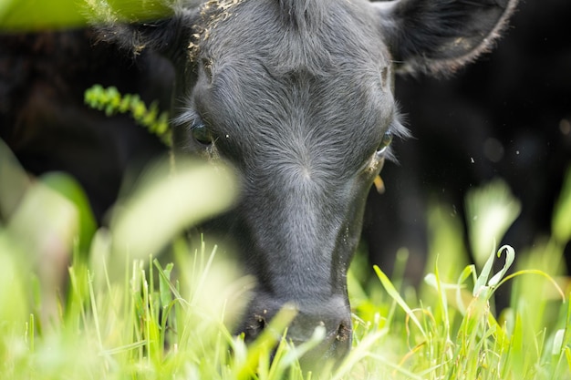 Regeneratives Gestüt Angus Wagyu Murray Grey Milch- und Rinderkühe und Bullen, die auf Gras und Weide in einem Feld grasen Die Tiere sind biologisch und aus Freilandhaltung auf einem landwirtschaftlichen Betrieb gezüchtet
