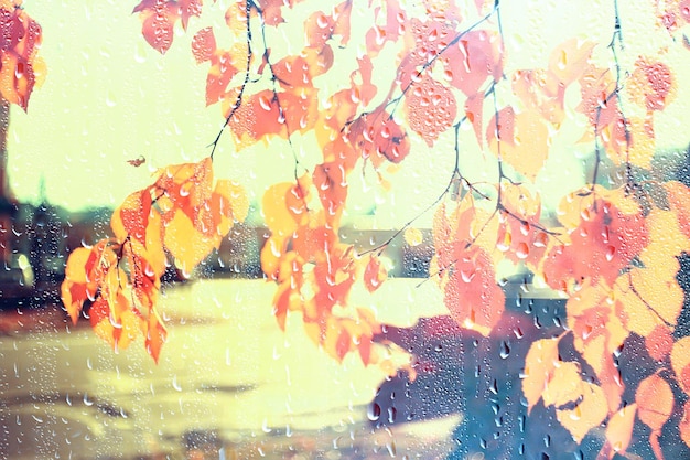 Regenfenster Herbstpark Zweige Blätter gelb / abstrakter Herbsthintergrund, Landschaft in einem regnerischen Fenster, Wetter Oktober Regen