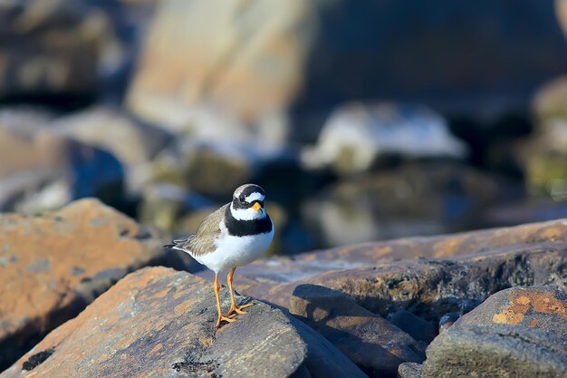 Regenpfeifervogel in der Natur/im wilden Zugvogel, kleine Regenpfeiferkrawatte