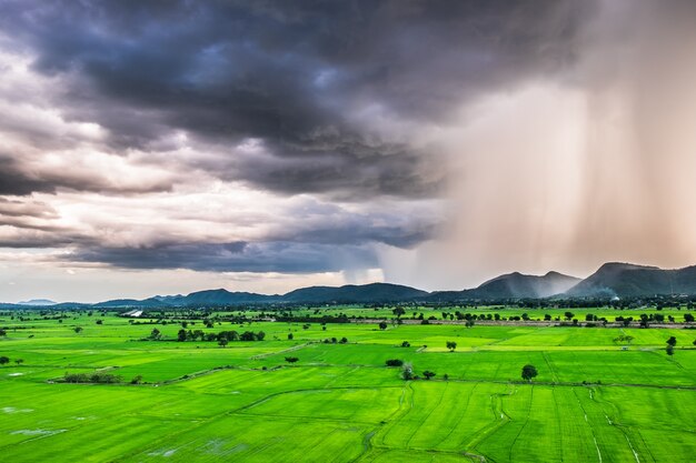 Regensturm fallen Bergreis grünes Feld, Kanchanaburi