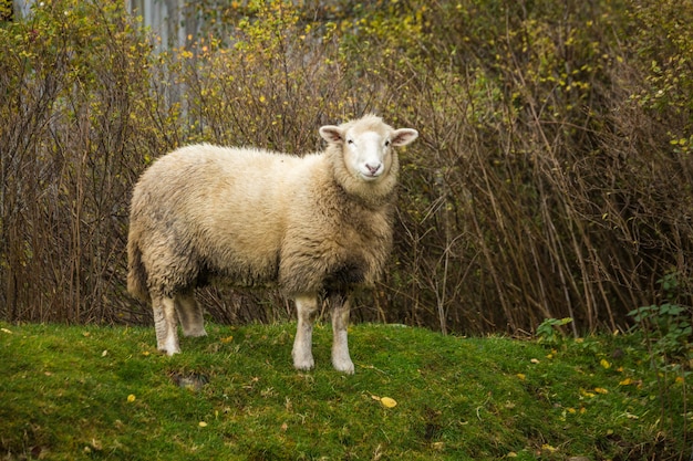 Regentag in Schottland