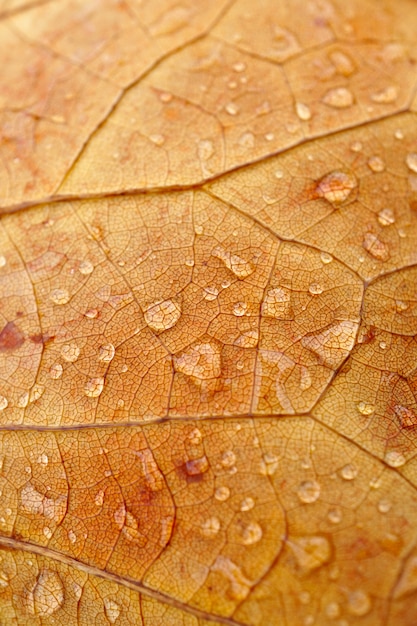 Regentropfen auf dem braunen Blatt der Natur in der Herbstsaison