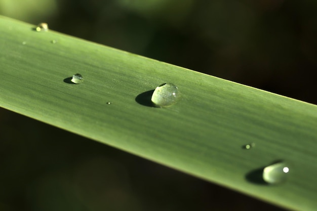 Regentropfen auf dem grünen Blatt