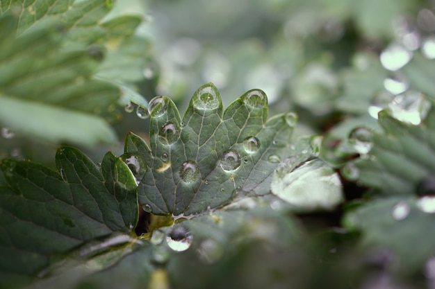 Regentropfen auf den grünen Pflanzenblättern in der Natur