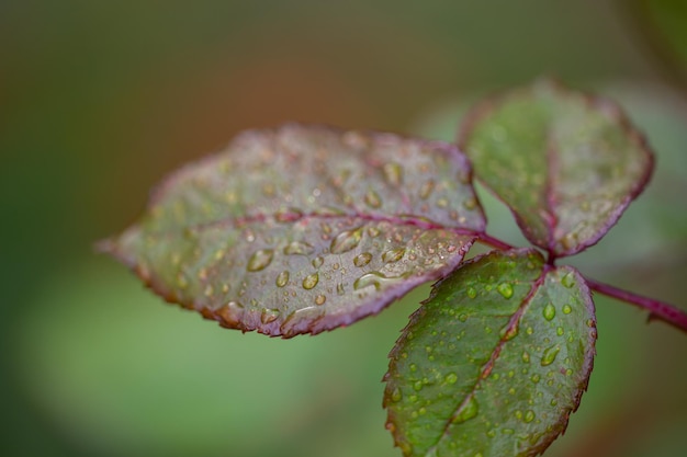 Regentropfen auf einem Blatt einer Gartenpflanze Makrofoto Rosenblatt an einem regnerischen Tag Nahaufnahme Fotografie