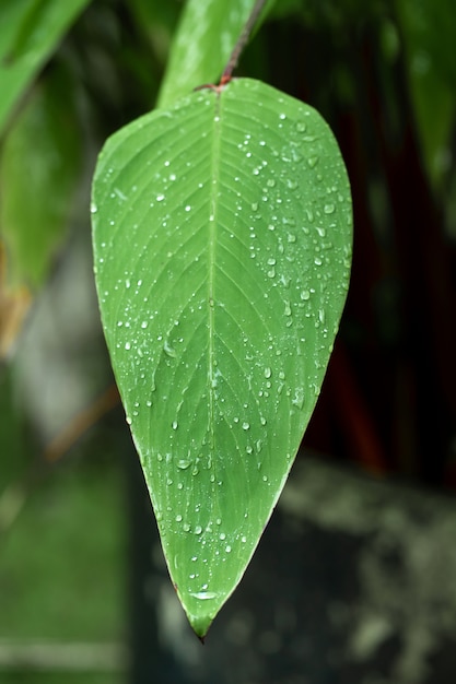 Regentropfen auf einem grünen Blatt. Natürliche Flüssigkeitszufuhr von Pflanzen.