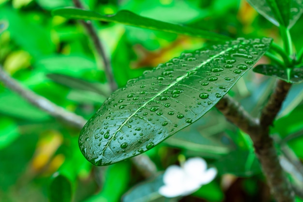 Regentropfen auf einem grünen Plumeriablatt im Garten nach dem Regen.