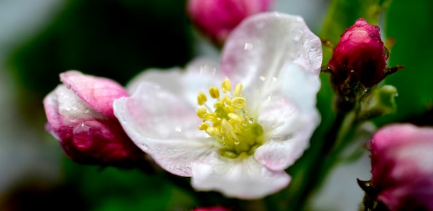 Regentropfen auf einer Apfelblüte in einem Obstgarten im Frühling