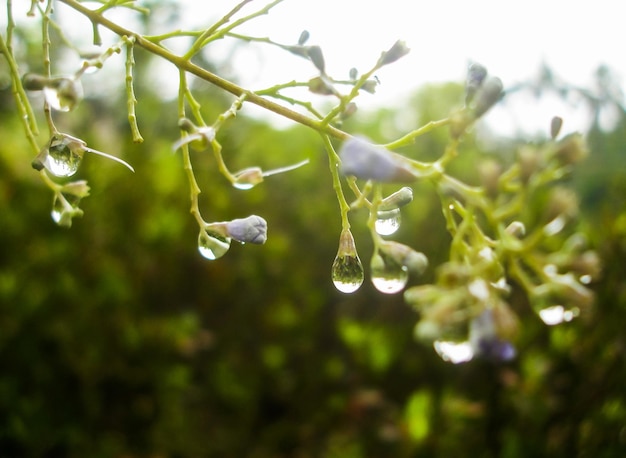 Regentropfen auf einer winzigen kleinen Blume