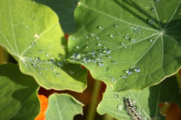 Regentropfen auf frischen grünen Blättern im Garten