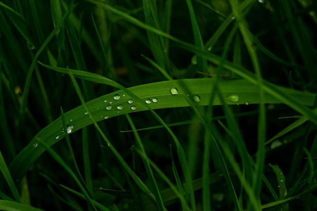 Regentropfen auf Grasblättern, Makroregentropfen, Makrogras