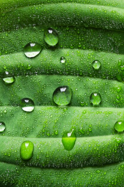 Regentropfen auf grünem Blatt Makrofoto Wassertropfen Tau auf Blatt Natürlicher Hintergrund