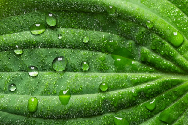 Regentropfen auf grünem Blatt Makrofoto Wassertropfen Tau auf Blatt Natürlicher Hintergrund
