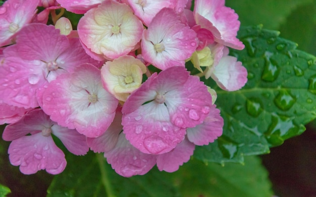 Regentropfen auf rosa Hortensienblüten.