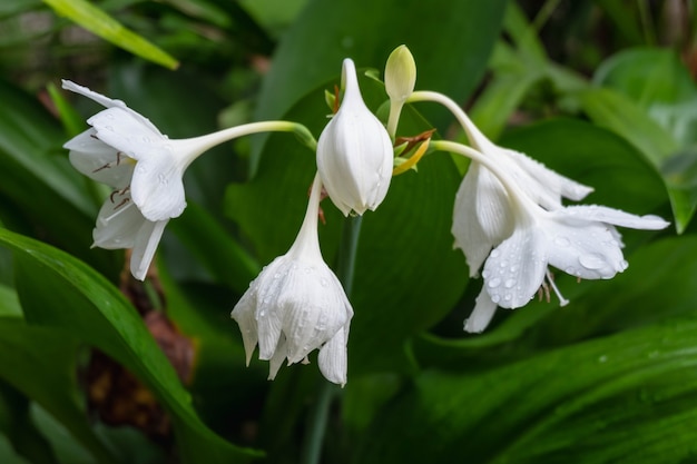 Regentropfen auf weißen Blüten in der Regenzeit