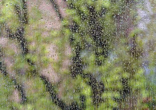 Regentropfen durch das Fensterglas. Unscharfer Hintergrund von Bäumen.