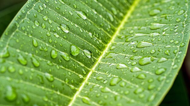 Regentropfen Nahaufnahme Gartenpflanzenblatt nach dem Regen Morgentau auf Blatt