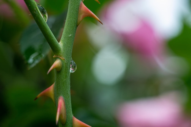 Regentropfen und Rosendornen, Teerosendornen