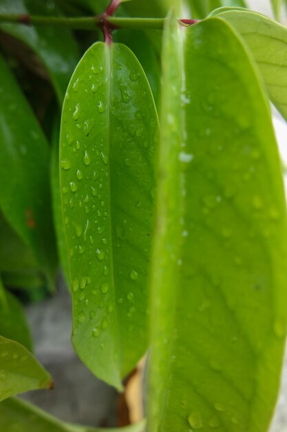 Regentropfen Wasser auf einem Blatt Frisches saftiges schönes Baumblatt Nahaufnahme Sommer Frühlings-Hintergrund