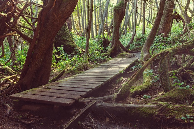 Regenwald auf Vancouver Island, British Columbia, Kanada