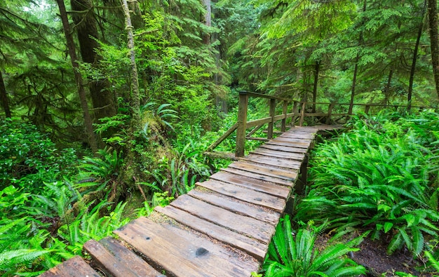 Regenwald auf Vancouver Island, British Columbia, Kanada