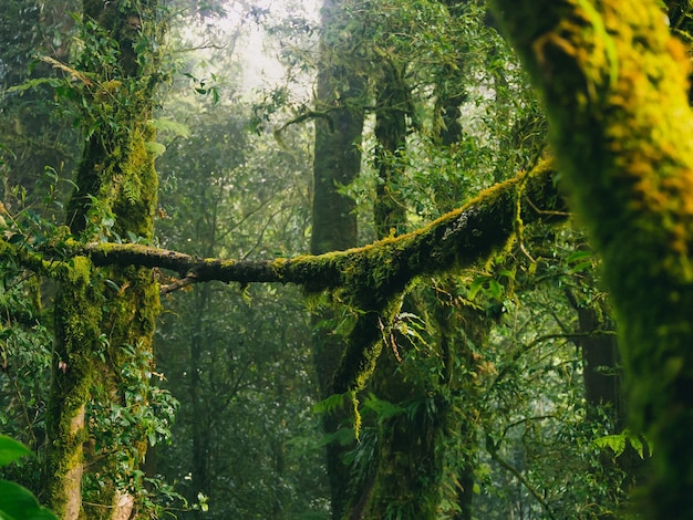 Regenwald im Nationalpark Doi Inthanon Thailand