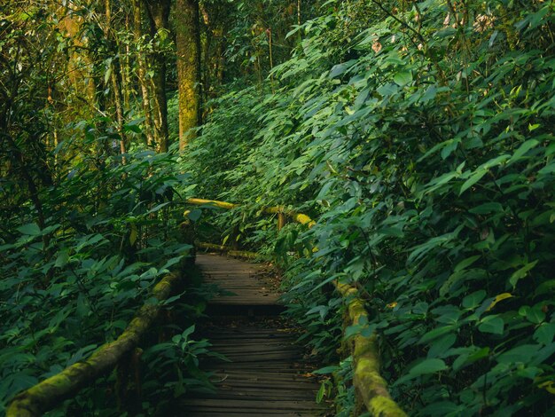 Regenwald im Nationalpark Doi Inthanon Thailand