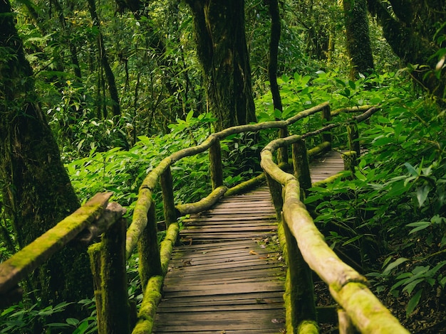 Regenwald im Nationalpark Doi Inthanon Thailand