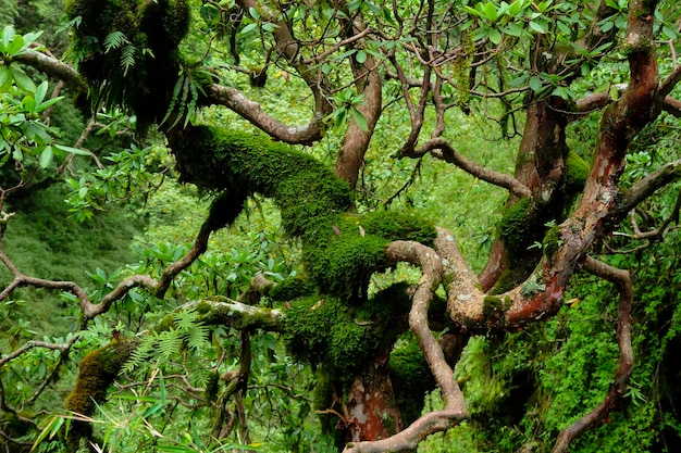 Regenwald in Südostasien