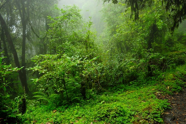 Regenwald in Südostasien