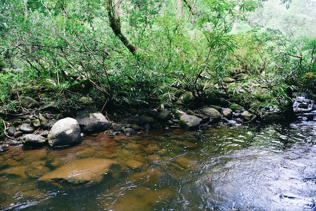 Regenwalddschungel mit Felsen und grünem MOS im wilden tropischen Wald. Gebirgsflussstromwasserfallgrünbaum-Landschaftsnatur