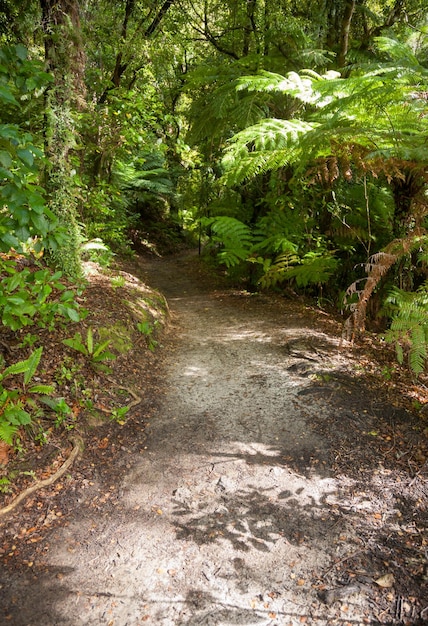 Regenwaldspaziergang am Queen Charlotte Track in Marlborough Sounds Neuseeland