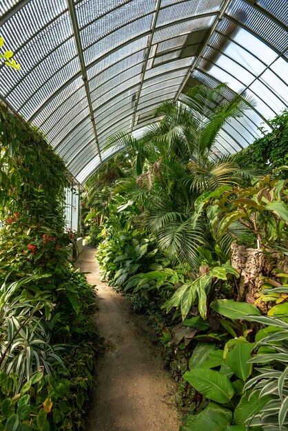 Regenwaldvegetation in einem Gewächshaus im Botanischen Garten Genf Kanton Genf Schweiz