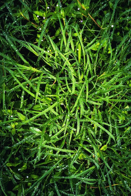 Regenwasser auf dem Gras am MorgenSchöne Tropfen und Blattstruktur in der Natur